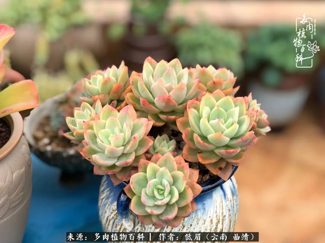 多肉怎么养度夏,多肉怎么养之度夏篇