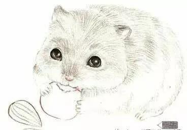 彩铅三只仓鼠图片,小仓鼠彩铅教程