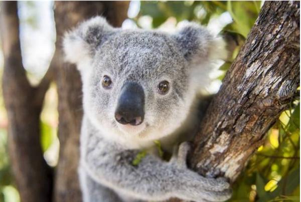 国人在澳洲生活后感慨：穷人的天堂，富人的安乐窝！果然名副其实