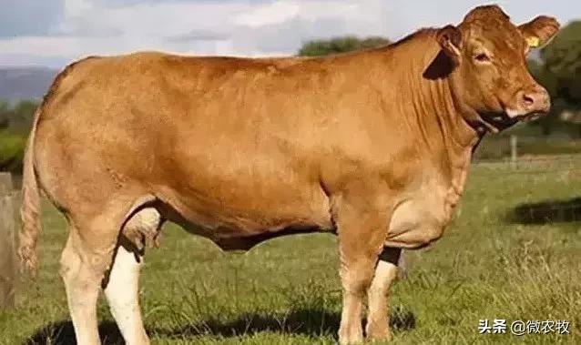养牛不懂品种是不行的!牛品种大全!转了!