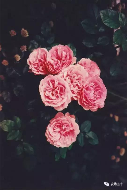 院子里种些什么花好养,院子里适合种植的东西