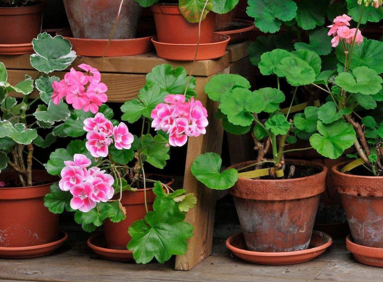 天竺葵小苗好养还是老桩好养,天竺葵老桩怎么养