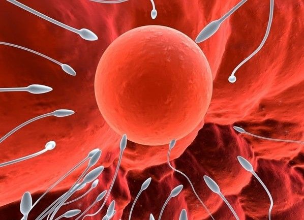 怀孕第1周胚胎发育状况,怀孕1-10个月胎儿发育图