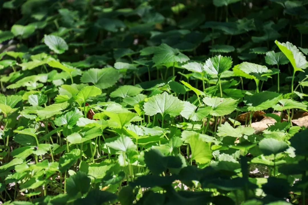 北京人少景美赏秋的公园,北京赏秋中山公园