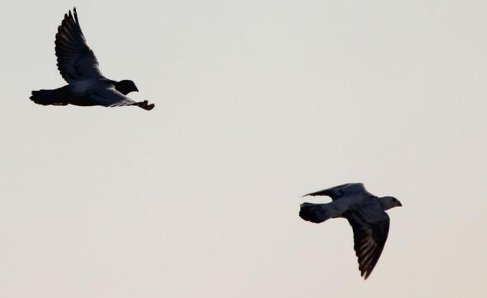 信鸽越老出的幼鸽越好吗,信鸽迟归的原因
