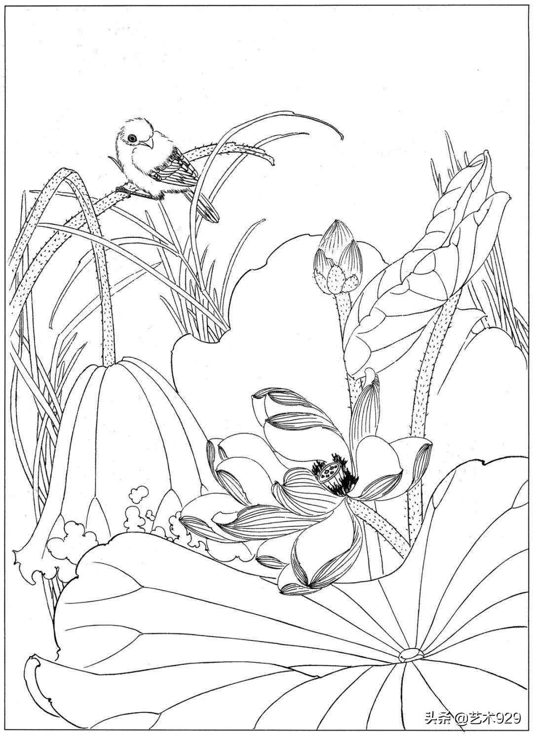 适合初学者的荷花白描画稿,荷花小品实用白描画稿