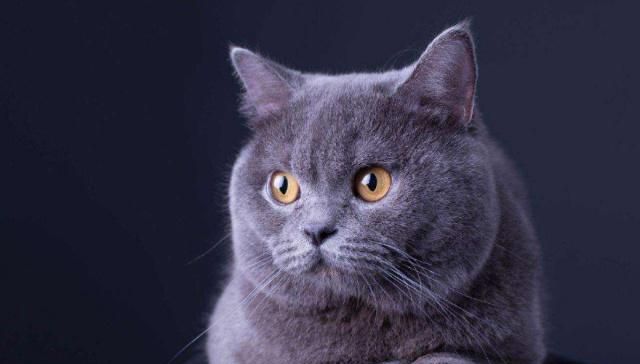 英国短毛猫的种类特别多,哪种是你的心头爱?最爱橘色“金胖子”