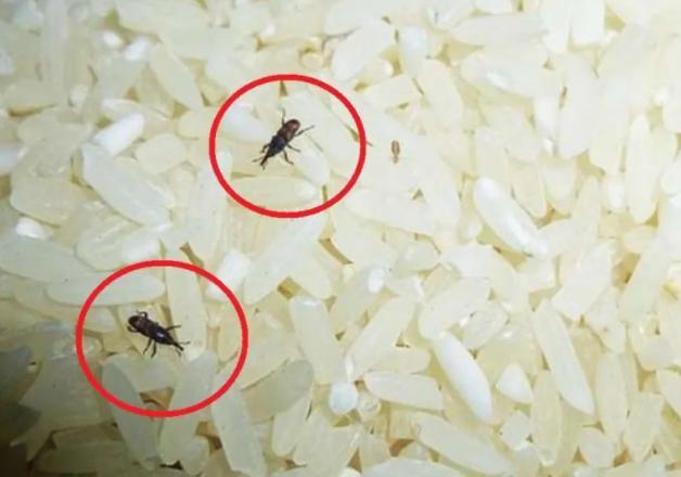 大米袋子如何密封不生虫,大米生虫后可以直接密封保存吗