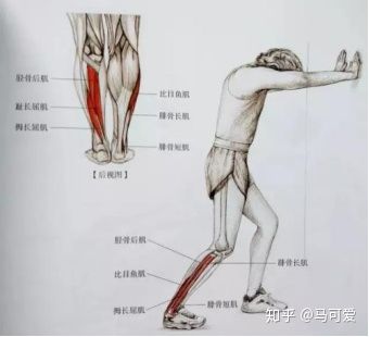 小腿粗可以通过运动改善吗,小腿能粗到什么地步