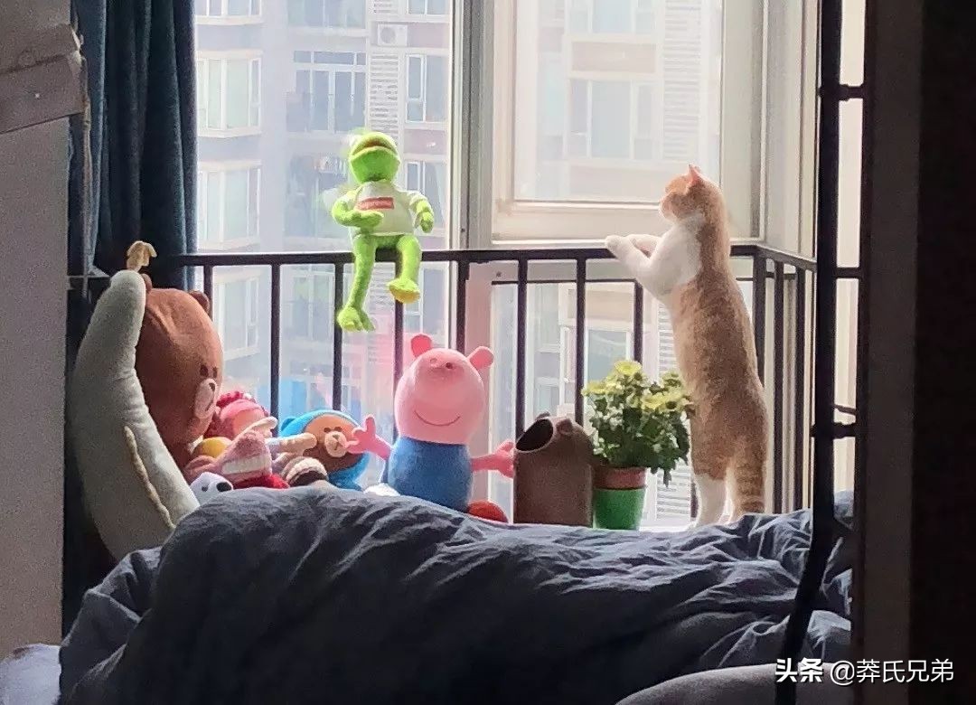 可爱小奶猫刚生出成长日记,一只小奶猫的成长过程