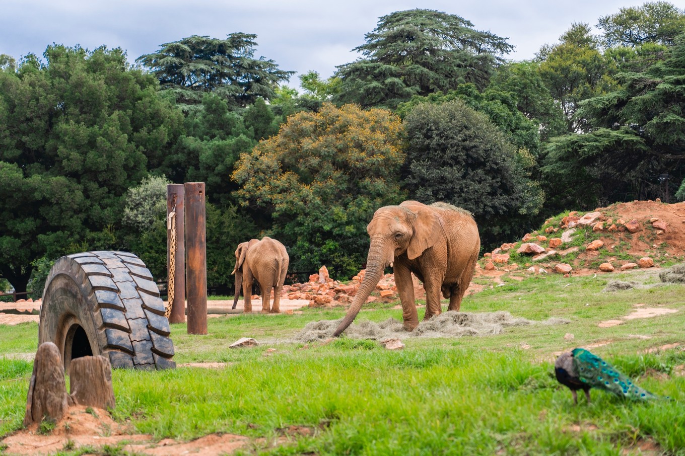 南非自驾游,南非自驾游最新