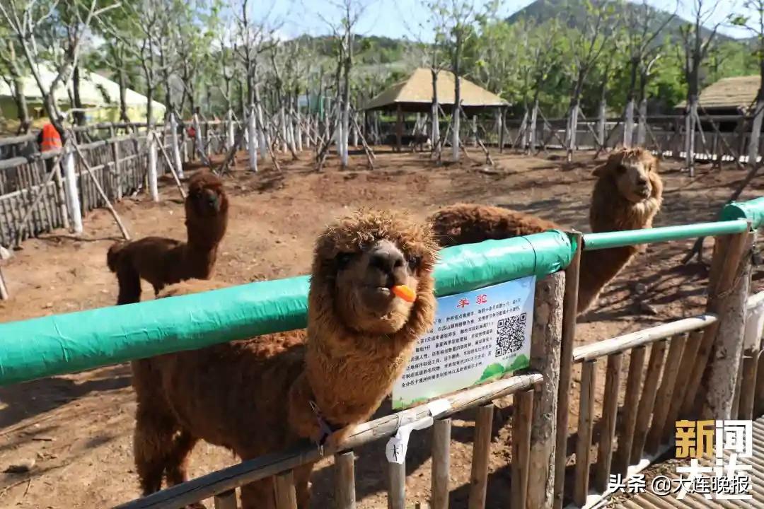 大连甘井子去网红打卡地,大连旅游五一甘井子攻略