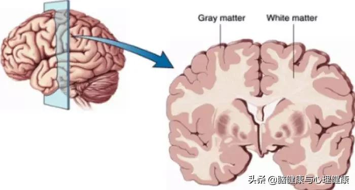 研究表明运动可以长高,运动能不能提高思维敏捷度