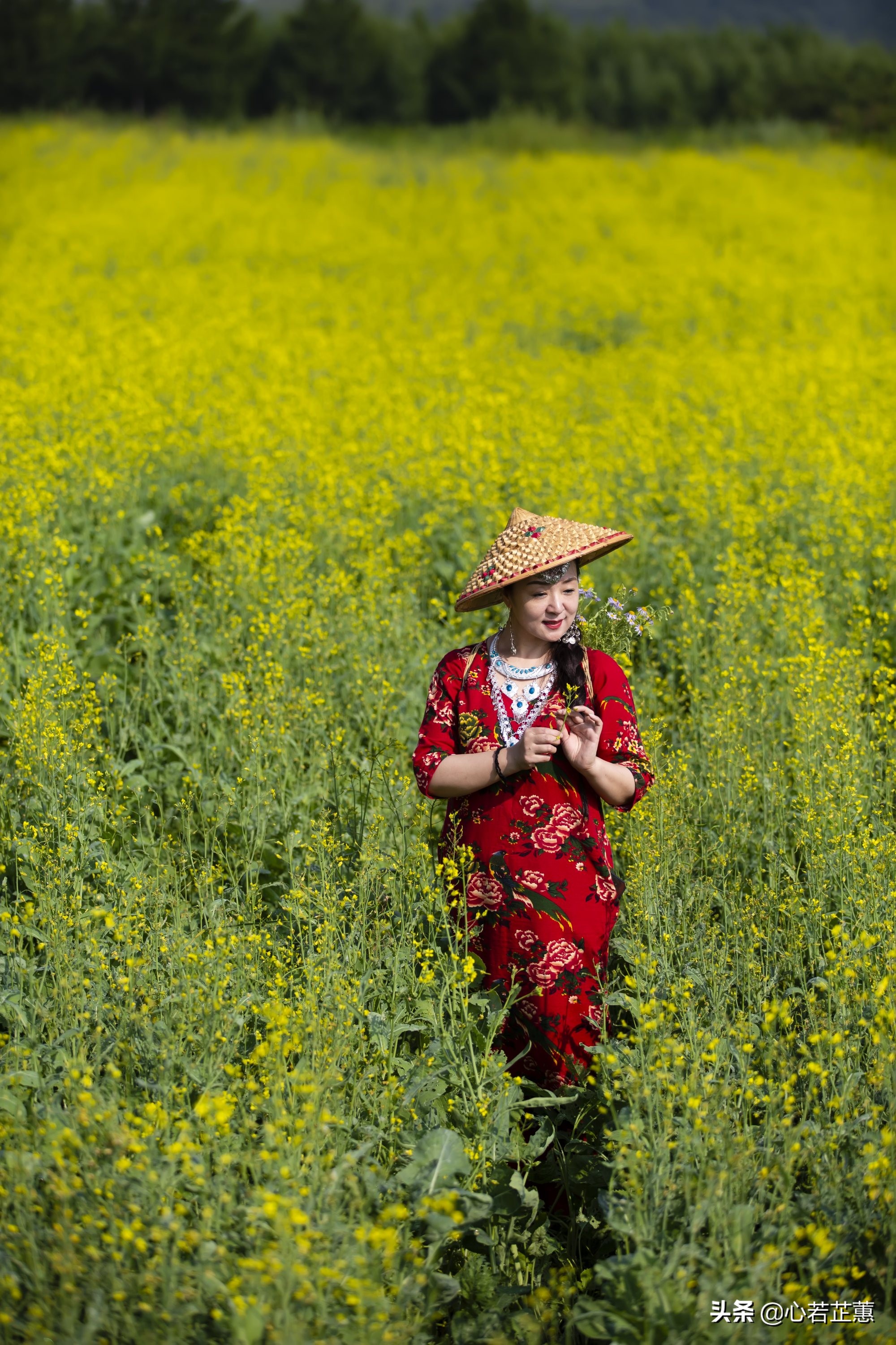 油菜花一片片的像什么,梯田油菜花和平原油菜花