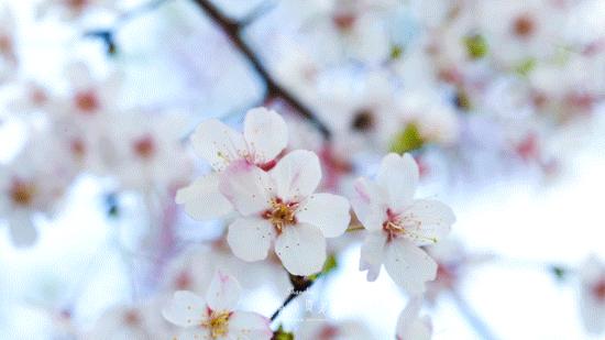 小众赏樱胜地,魔都赏樱旅游攻略