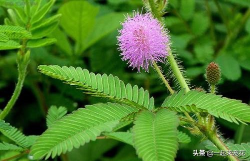 不能在家养的三种有毒的花,不能在家里养的三种花