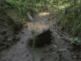 蛇皮鱼泛滥成灾,赣州野生蛇皮鱼