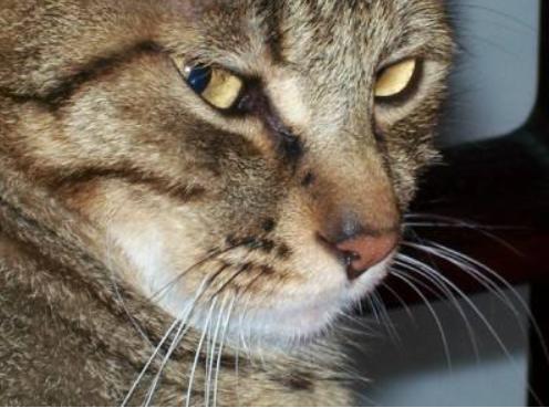 猫咪半夜挠卧室门怎么纠正,不想猫咪上床怎么办