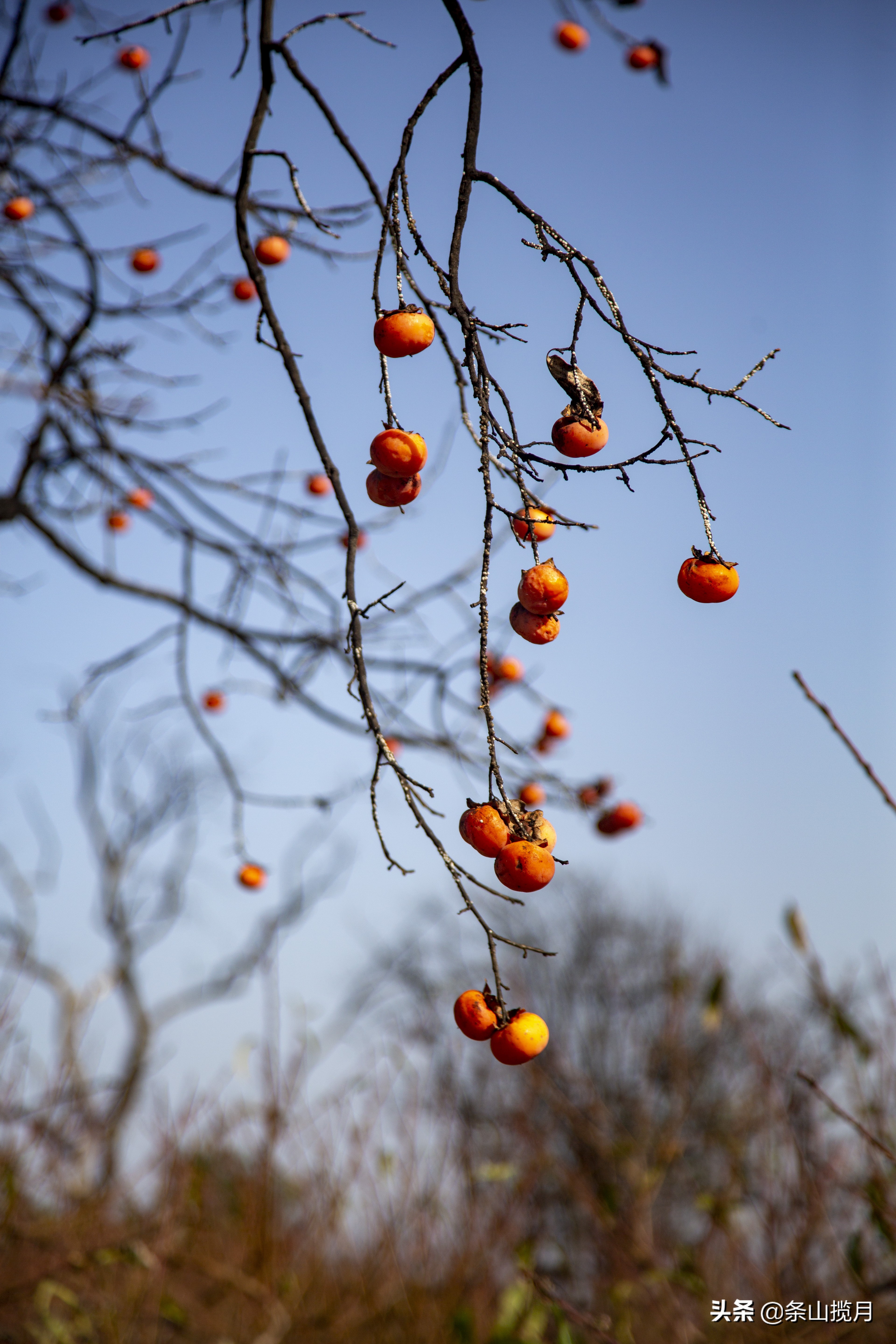 柿子红了记忆中的乡愁,柿子红了的乡愁文案