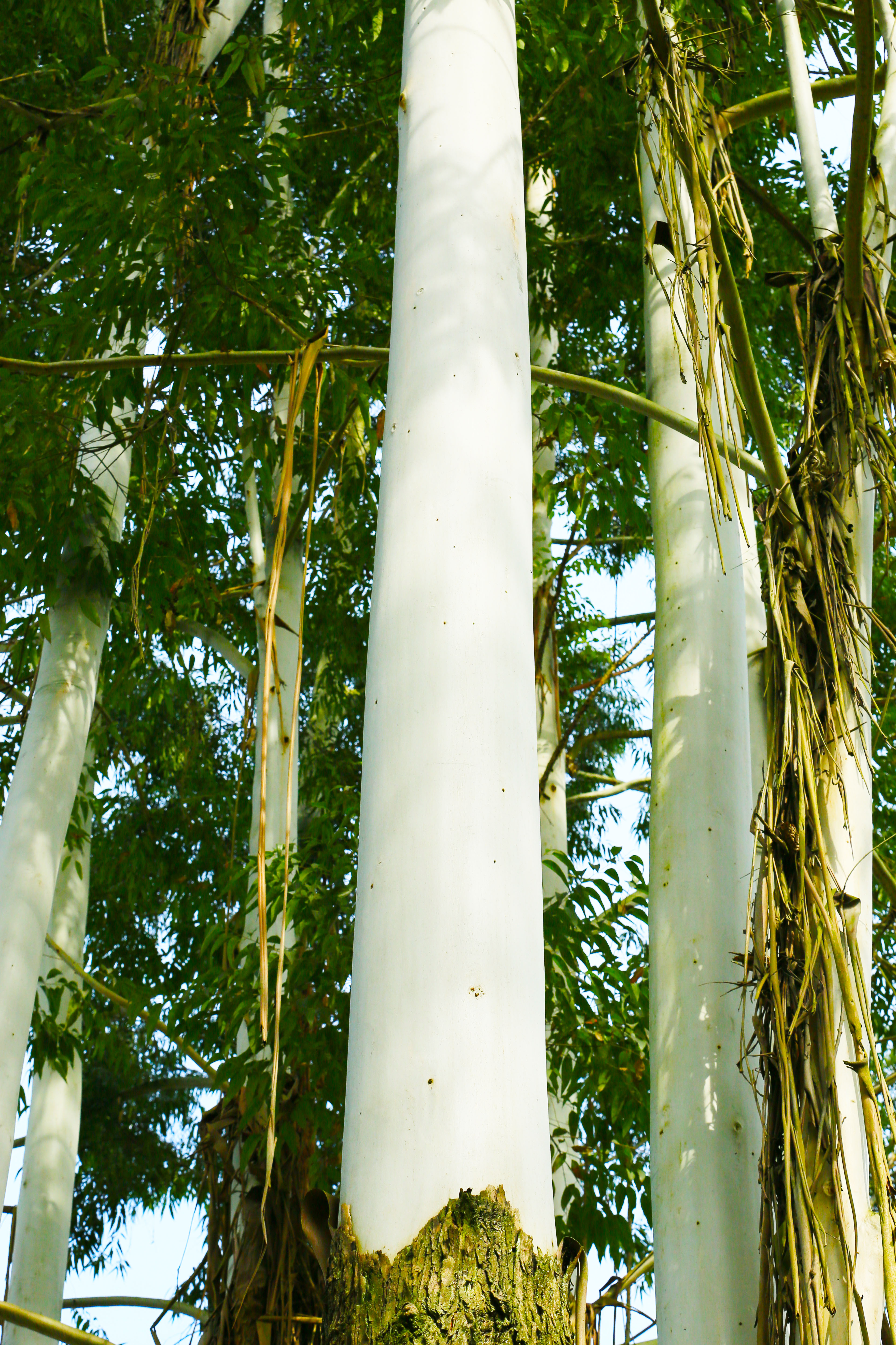 桉树林风景,自然生长的桉树林