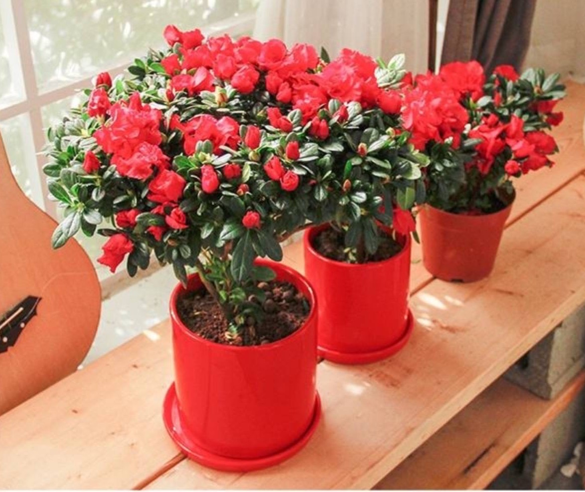 养好杜鹃花的秘诀,养好杜鹃的方法