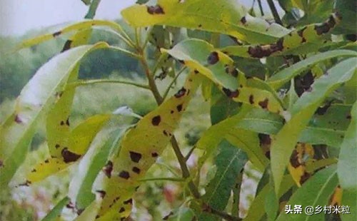 芒果买回几天为啥长黑斑,芒果买回来几天就有黑点能吃吗