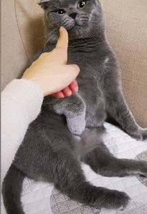 猫抓伤的地方痒,我被猫抓伤了怎么办