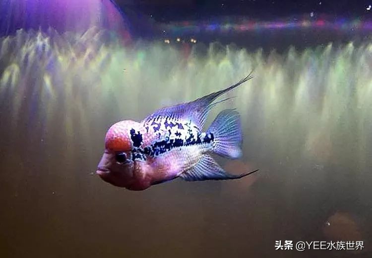 罗汉鱼怎么培养,罗汉鱼苗子好养活不