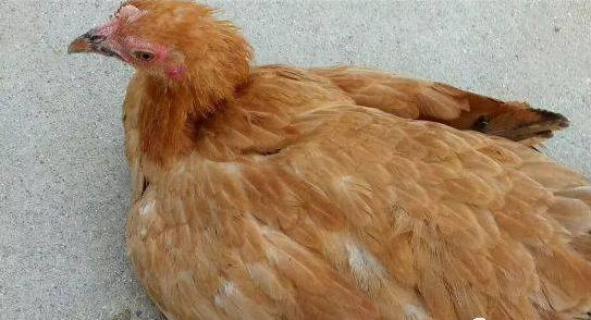 养鸡户进来看，肠毒综合症的分析和最佳的治疗方案