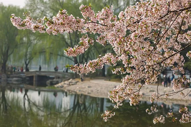 春天来了樱花烂漫图,全国赏樱地图出炉共赴浪漫樱花约