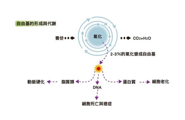 皮肤抗氧化的最好方法,我们的皮肤怎么保养