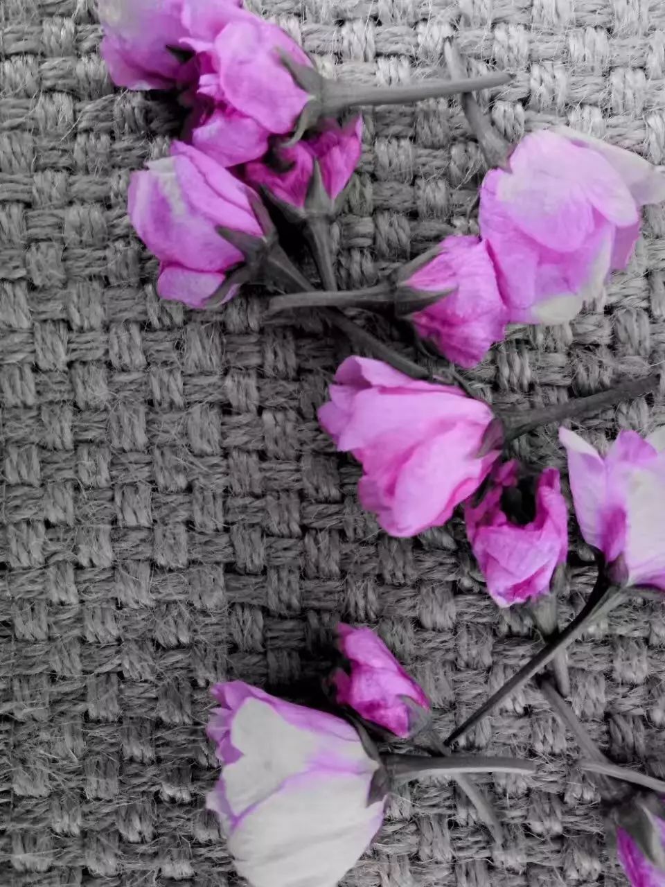 生长激素导致的病有哪些,生长激素治疗什么病