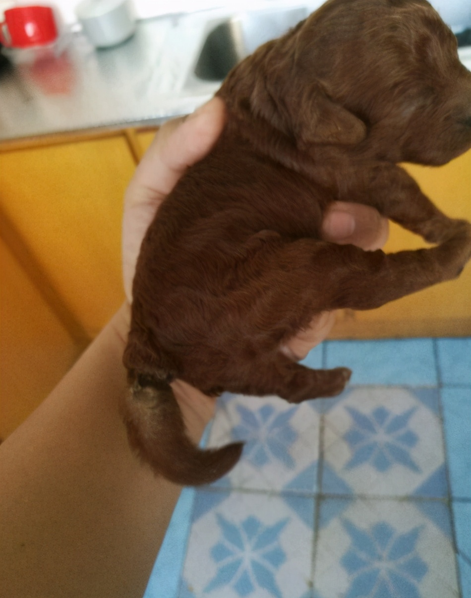 给犬断尾方法的优缺点,给泰迪断尾有必要吗