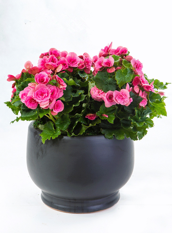 养花的土怎么让其松软不板结,养花盆土板结了怎么办