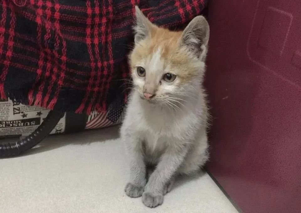 小佩猫窝事件,小佩闷死猫事件