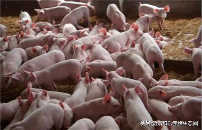 养猪猪舍设计建造,猪舍大棚建造成本