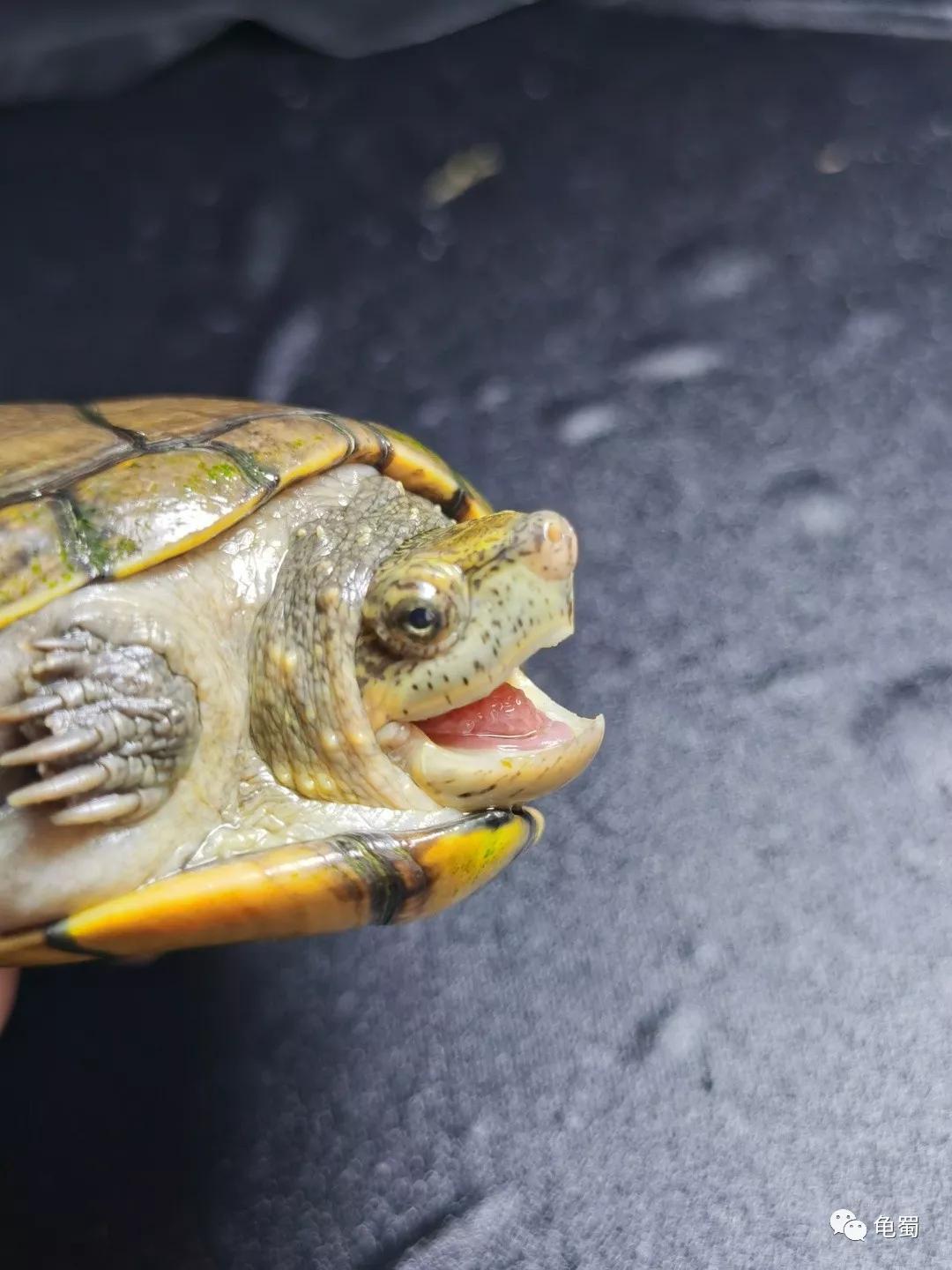 黄泽泥龟为什么冷门,泥龟冷门品种