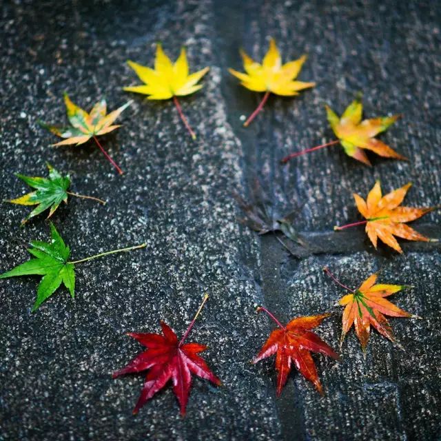 小林｜常恐秋风早，飘零君不知