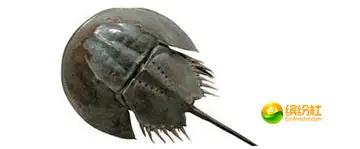 舟山4月份海鲜攻略,舟山海鲜代加工攻略