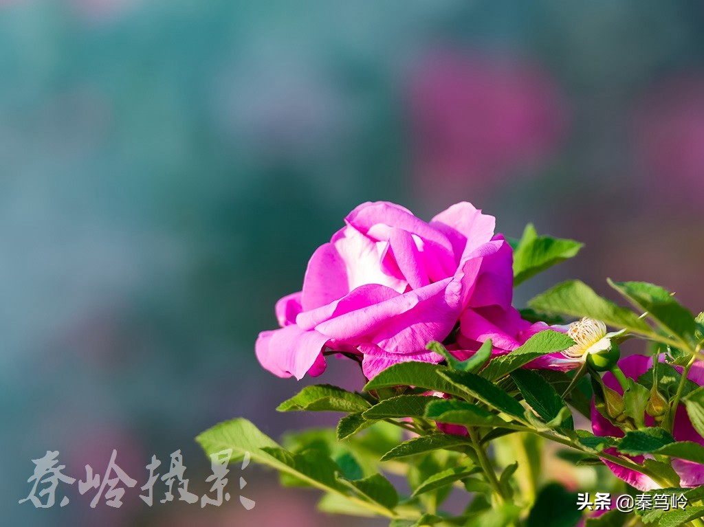 五月玫瑰花期,五月玫瑰盛开时