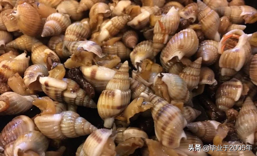 大连鱼市海鲜贝类品种,大连贝类海鲜图片大全