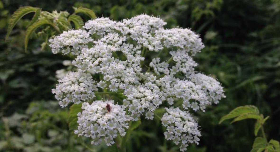 纯天然植物染发有什么危害,纯天然无添加对人体零伤害