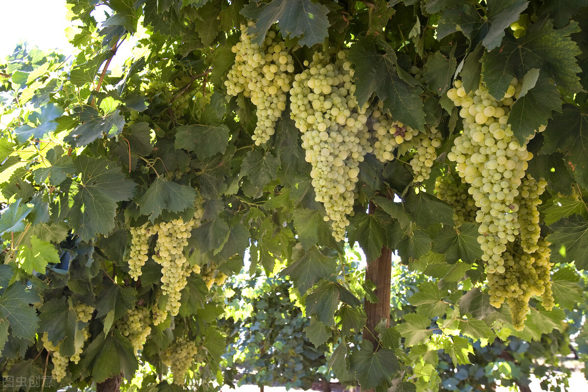 100种常见园林图鉴,列举20类不同的园林花卉
