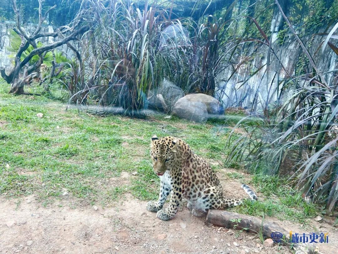 广州动物园什么时候搬迁,广州动物园搬迁