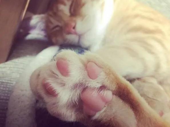 猫咪的爪子怎么捏,猫咪为什么不喜欢被铲屎官摸爪子