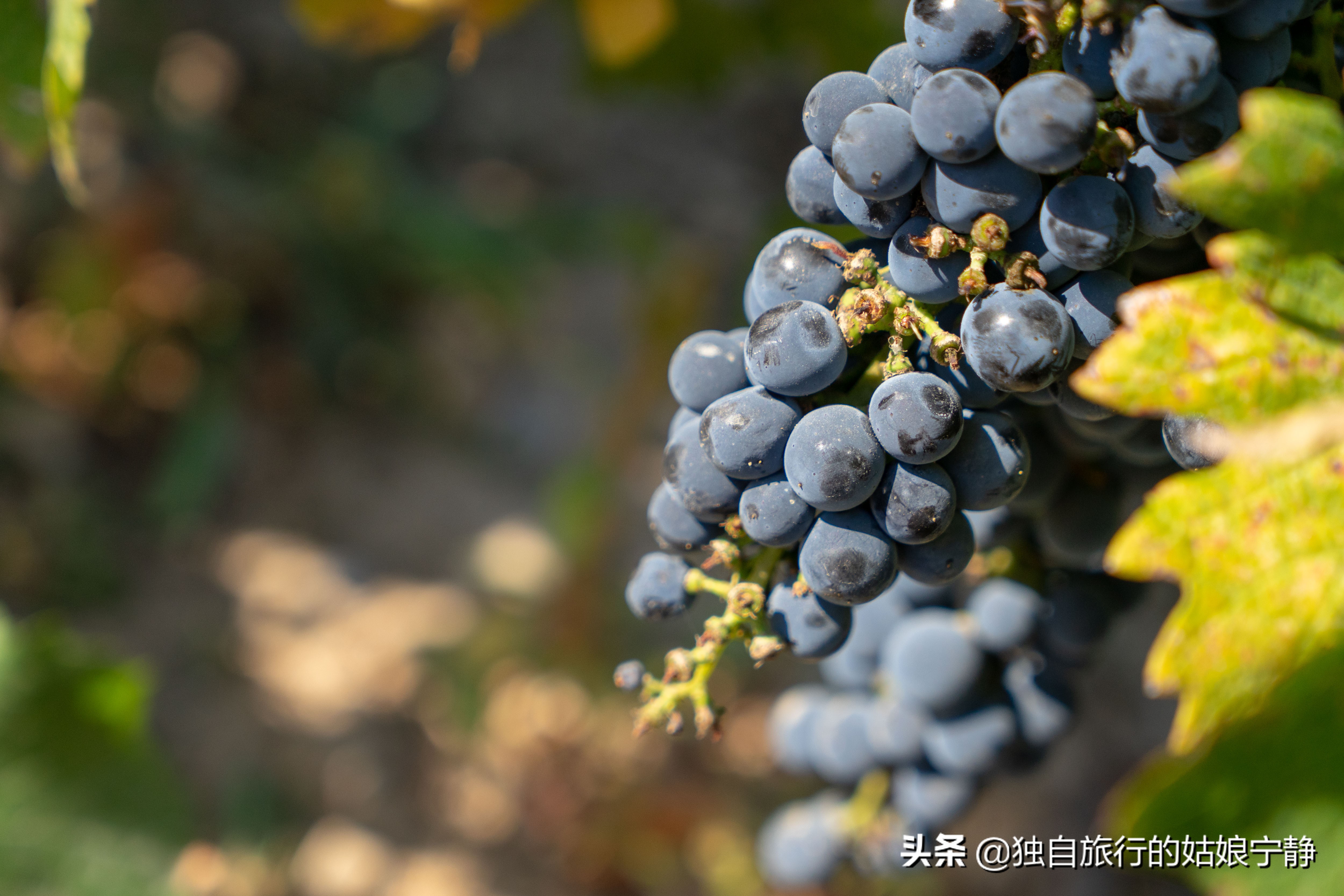 宁夏贺兰山东麓葡萄酒酒庄排名,宁夏十大顶级葡萄酒