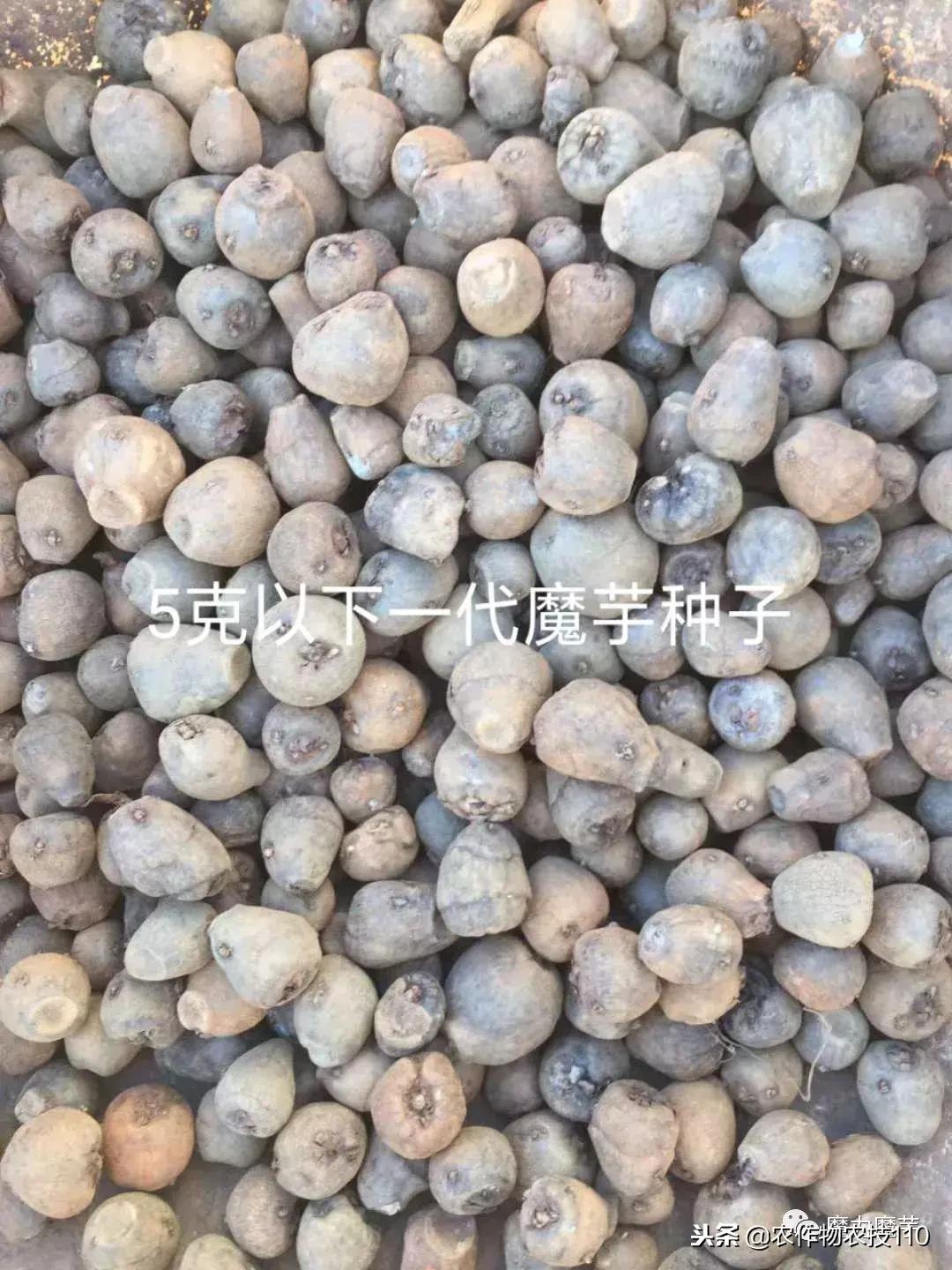 四川魔芋种植基地新技术,魔芋种植用什么肥料最好