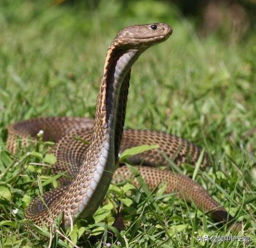 小野田野外生存30年,如何应对蚊蚁虫蛇等热带毒物