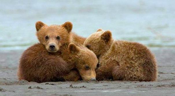 为什么哺乳动物都是4肢,为什么哺乳动物只有一个生殖器官