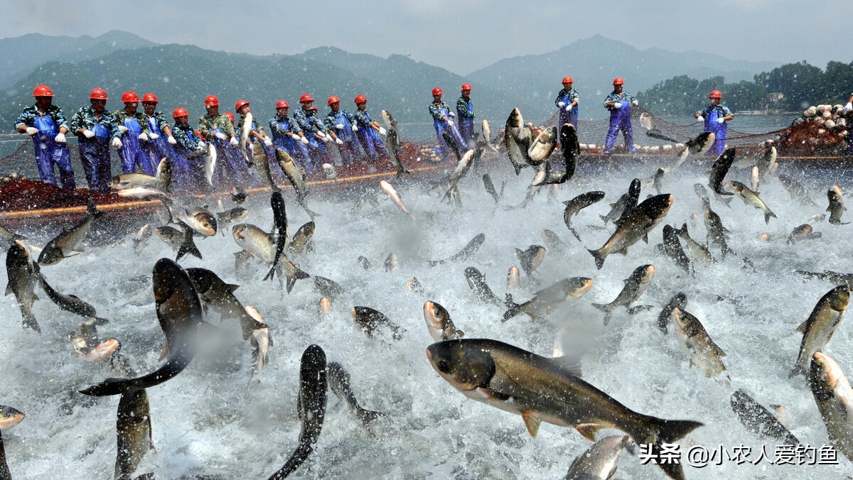 花鲢鱼头吃货,花鲢胖鱼头